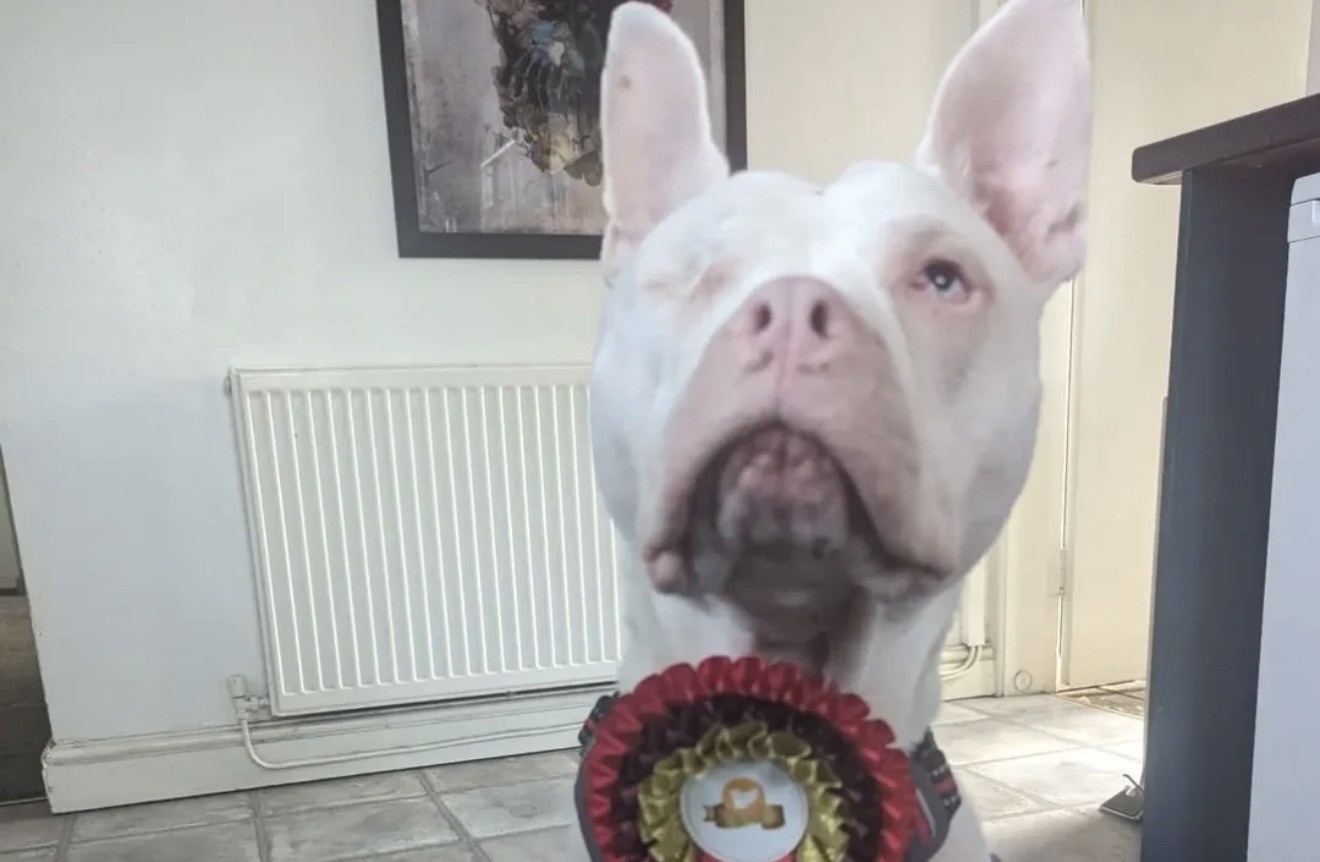 Handmade dog treats and pupcakes